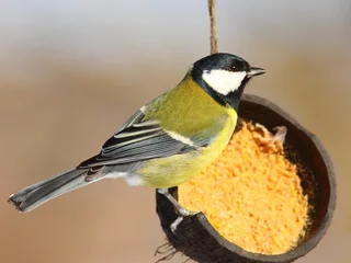 kokosové kŕmidlo