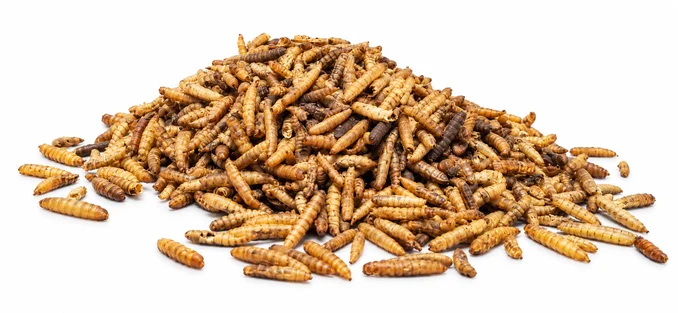 Sušené larvy bránenky 5kg Sušené larvy bránenky 5kg