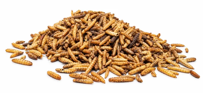 Sušené larvy bránenky 5kg Sušené larvy bránenky 5kg