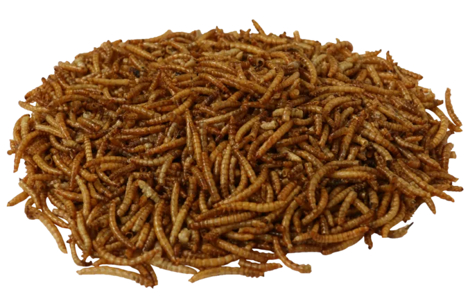 Sušené múčne červy 500g Sušené múčne červy 500g