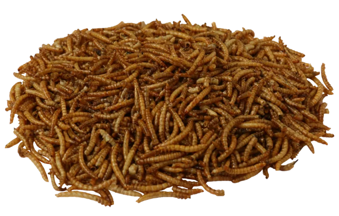 Sušené múčne červy 500g Sušené múčne červy 500g