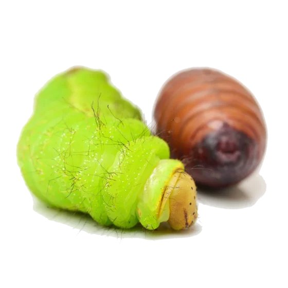 Zásobáreň živín - kukly priadky morušovej | BLOG | luckyanimals.eu Zásobáreň živín - kukly priadky morušovej | BLOG | luckyanimals.eu