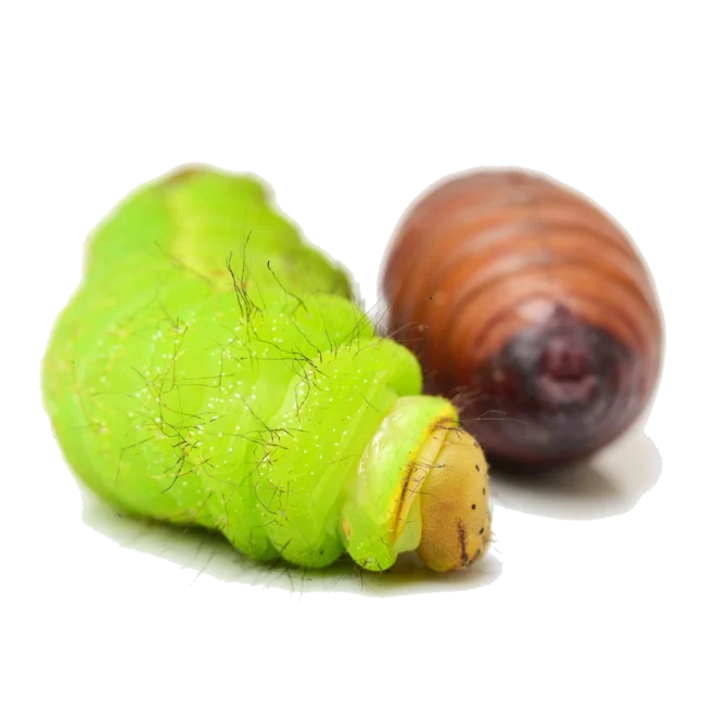 Zásobáreň živín - kukly priadky morušovej | BLOG | luckyanimals.eu Zásobáreň živín - kukly priadky morušovej | BLOG | luckyanimals.eu