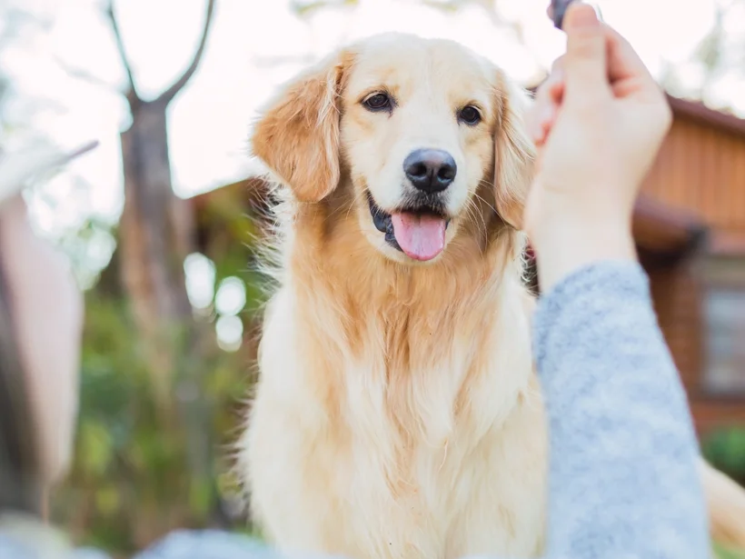 Zlatý retríver čakajúci na pamlsok | zdravé odmeny pre psov - BLOG | luckyanimals.eu Zlatý retríver čakajúci na pamlsok | zdravé odmeny pre psov - BLOG | luckyanimals.eu